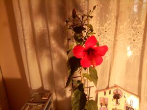 Ảnh trong thư viện ảnh của Teranuovo ở Belgrade +16 ảnh