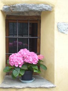 a pot of pink flowers sitting on a window sill at Le Chaton Fait Ronron in Quart