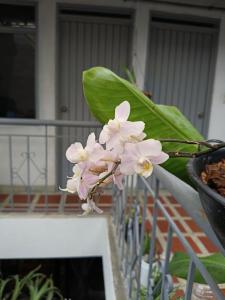 Fotografie z fotogalerie ubytování Hostal Cali Camino Verde v destinaci Cali