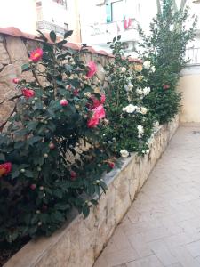 Κήπος έξω από το Domus Albanella