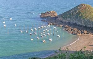 eine Gruppe von Vögeln, die auf Masten im Wasser stehen in der Unterkunft Holiday Home Plouha 10 in Plouha