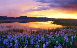 un campo de flores púrpuras junto a un cuerpo de agua en Sierra Park Villas #24, en Mammoth Lakes 2 fotos más