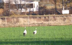 Tiere in der Pension oder in der Nähe