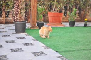 an orange cat sitting on the grass in a garden at Backpackers in Sharm El Sheikh