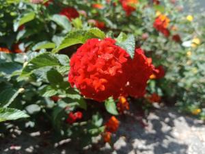 Κήπος έξω από το New Serene Mountains Munnar