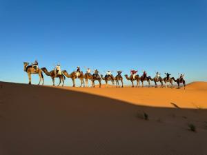 Άλλα ζώα σε οργανωμένο κάμπινγκ ή στη γύρω περιοχή