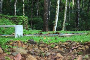 Um jardim no exterior de Trickling Stream Campsite