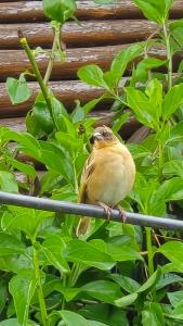 Billede fra billedgalleriet på Paradise Eco-Hub i Kabale