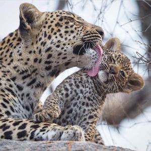 a cheetah with its tongue out sitting on a rock at Yala Grand Homestay in Tissamaharama