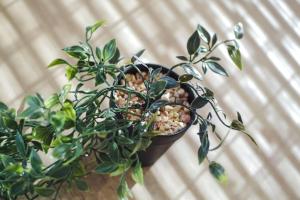 una maceta sentada sobre una mesa en Designers Apartment - chic choice for the stay, en Iaşi