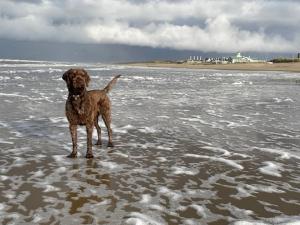 a brown dog standing in the water on the beach at ZeeBedStay in Noordwijk aan Zee