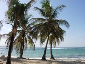 two palm trees on a beach near the ocean at Appartement à 15min de belles plages in Sainte-Rose