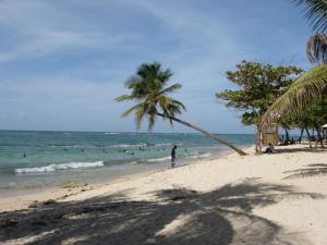 a palm tree on a beach with people in the water at Appartement à 15min de belles plages in Sainte-Rose