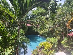a pool in the middle of a bunch of palm trees at Jade cottages in Bophut