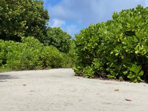 Fotografie z fotogalerie ubytování Island Concept Maldives v destinaci Bileffahi