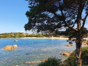 una spiaggia con un albero, alcune rocce e acqua di Duplex neuf T3 terrasse et jardin proche plages a Pietrosella