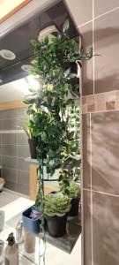 a bunch of potted plants on a shelf in a kitchen at O'Cœur de la Roche - Jacuzzi et Hammam privatif in Saint-Blaise-la-Roche