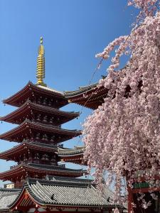 una pagoda con un cerezo delante de ella en popobawa TESTING ONLY, en Petersburg