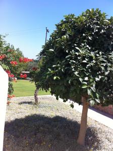 a large green tree in a garden with flowers at Xenon Estate in Spetses