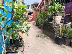 Giardino di Tiny Temple