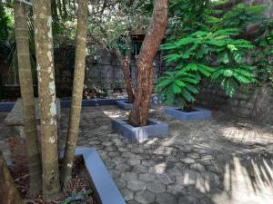 a group of trees in a courtyard with a wall at Ferns Villa, Kulshekar, Mangalore in Mangalore