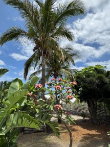 Zahrada ubytování La Bananeraie Apt 35m2 piscine jardin tropical parking privé