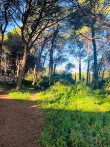 a painting of a forest with trees and a dirt road at Cozy apartment close to the beach for 2 persons in Gavà