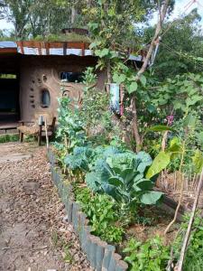 einen Garten mit Pflanzen vor einem Haus in der Unterkunft Espacio Tierra in Punta Colorada