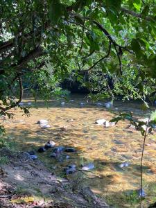 a river with rocks in the water with trees at Casa maria flor in Sao Jorge +2 photos