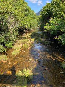 a stream in the middle of a forest with trees at Casa maria flor in Sao Jorge