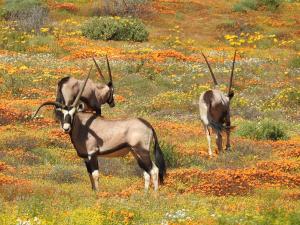 three antelopes standing in a field of flowers at Soebatsfontein Guest Lodge in Soebatsfontein +8 photos