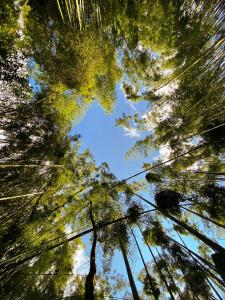 a view of the tops of trees in a forest at Ecohotel La Casona Pereira in Pereira
