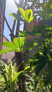 a green plant with a yellow butterfly on it at Casita del Centro in San Clemente del Tuyú