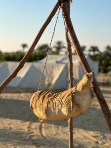 Fotografie z fotogalerie ubytování Sun & Fun Camp Fayoum v destinaci Fajjúm