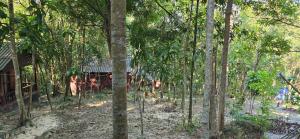 A garden outside Sambath Sakseth Bungalow