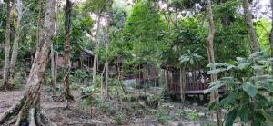 A garden outside Sambath Sakseth Bungalow