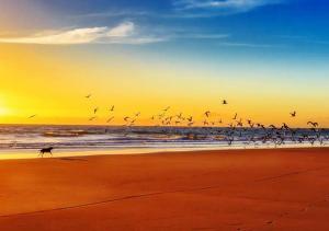 a flock of birds flying over the beach at sunset at The Beach House! Just Steps from the Beach & Attractions - Perfect for Couples & Family Stays with Private Parking, Large Garden & Fast Free WiFi - The Perfect Seaside Getaway! in Sutton on Sea