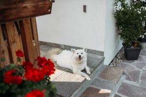Domácí mazlíčci ubytovaní s hosty v ubytování Großkarnaiderhof Appartements-Bauernhof-Natur pur