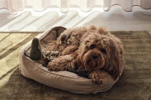 a dog laying in a dog bed on the floor at Apartment C13 mit Balkon & Nutzung der Wellness- & Aktivbereiche im "Pine Hill Resort" in Zirchow +35 photos