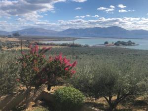 Fotografia z galérie ubytovania Olive grove Cottage-Hermioni,Hydra,Spetses &Poros v destinácii Ermioni