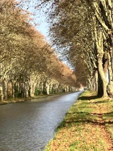 a road lined with trees next to a river at Studio Cosy Illkirch in Strasbourg