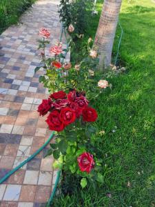Jardin de l'établissement Superides Camp