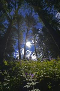 Afbeelding uit fotogalerij van Évasion d'Ermitage in Courmayeur