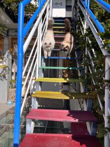 大理Half a Sky Garden的相册照片