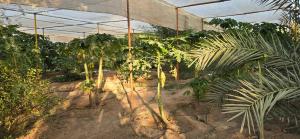 NMY Farm1外面的花园