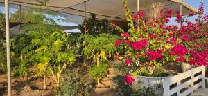 NMY Farm1外面的花园