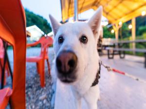 Afbeelding uit fotogalerij van Hongcheon Daebakine Pension in Hongcheon