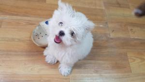 Afbeelding uit fotogalerij van Hongcheon Daebakine Pension in Hongcheon +3 foto's