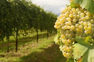 Ein Haufen weißer Trauben hängt von einem Weinberg in der Unterkunft Agriturismo Richeton in Gaiarine