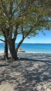 ein Baum am Strand neben dem Wasser in der Unterkunft Villa Nika in Peroj
